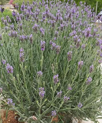 Holiday Apartment Primošten